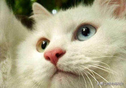 猫猫的胡须为什么越来越多,猫胡须是什么颜色