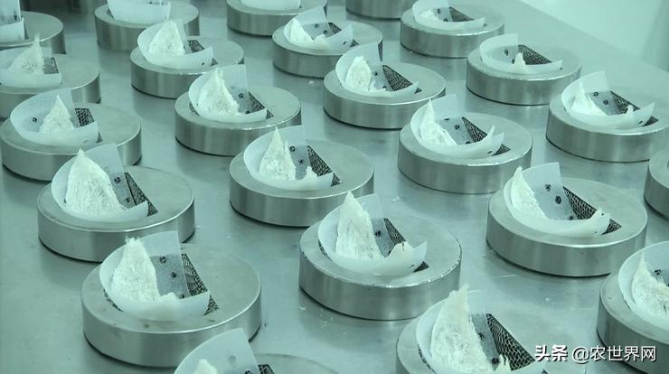 了不起的新农人|给金丝燕打造一个五星级的家,专访老燕行廖文烽