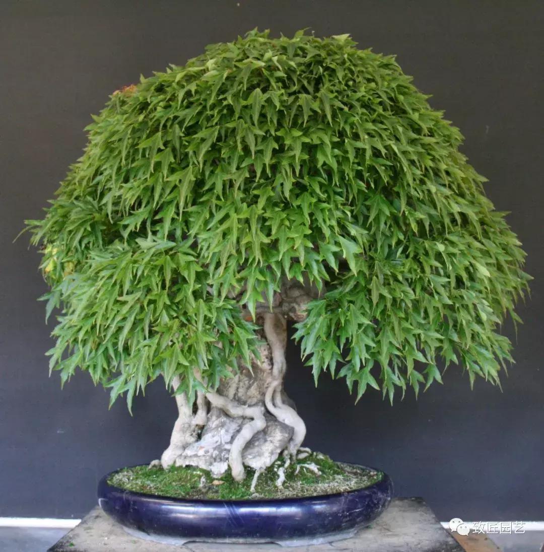 提根盆景造型大全大图,漂亮的提根盆景图片