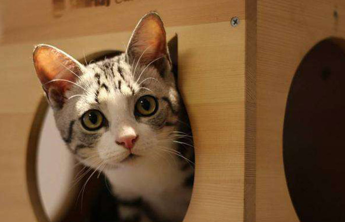 猫咪怀孕怎样预防流产,猫咪怀孕了怎么防止呕吐