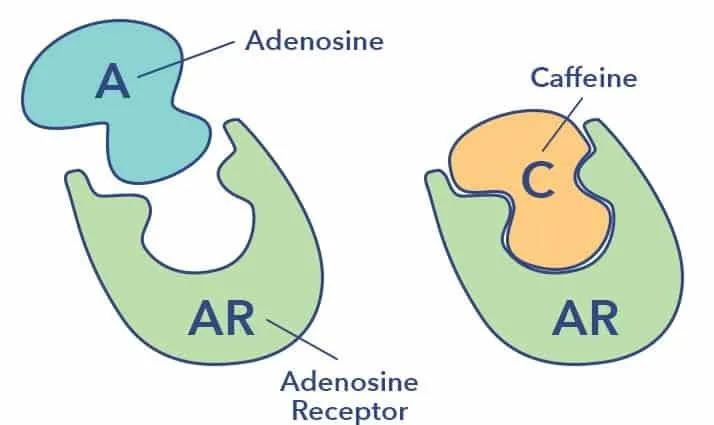 答案竟然是咖啡？为什么运动赛场上总有可乐的影子