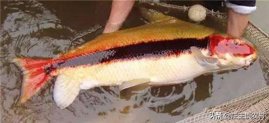 保护的小动物有哪些,保护类小动物