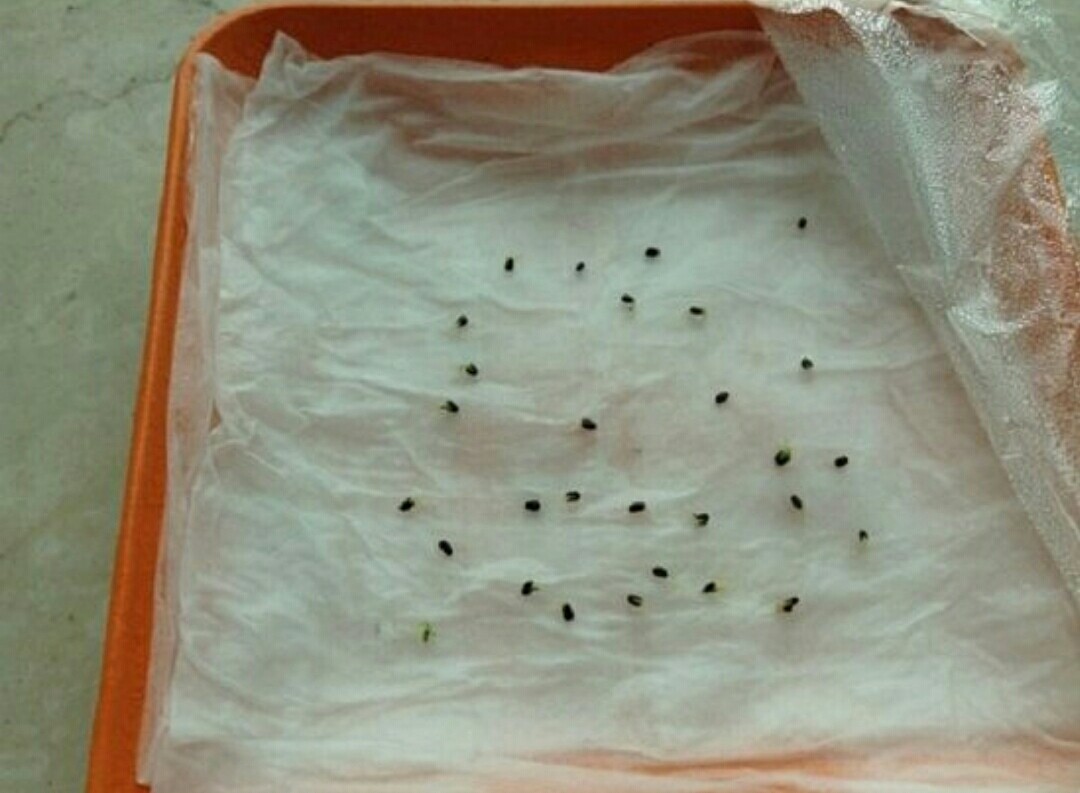 种花催芽最快的方法,5月份种子怎么播种