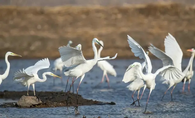 100句对偶佳句,1000个对偶佳句