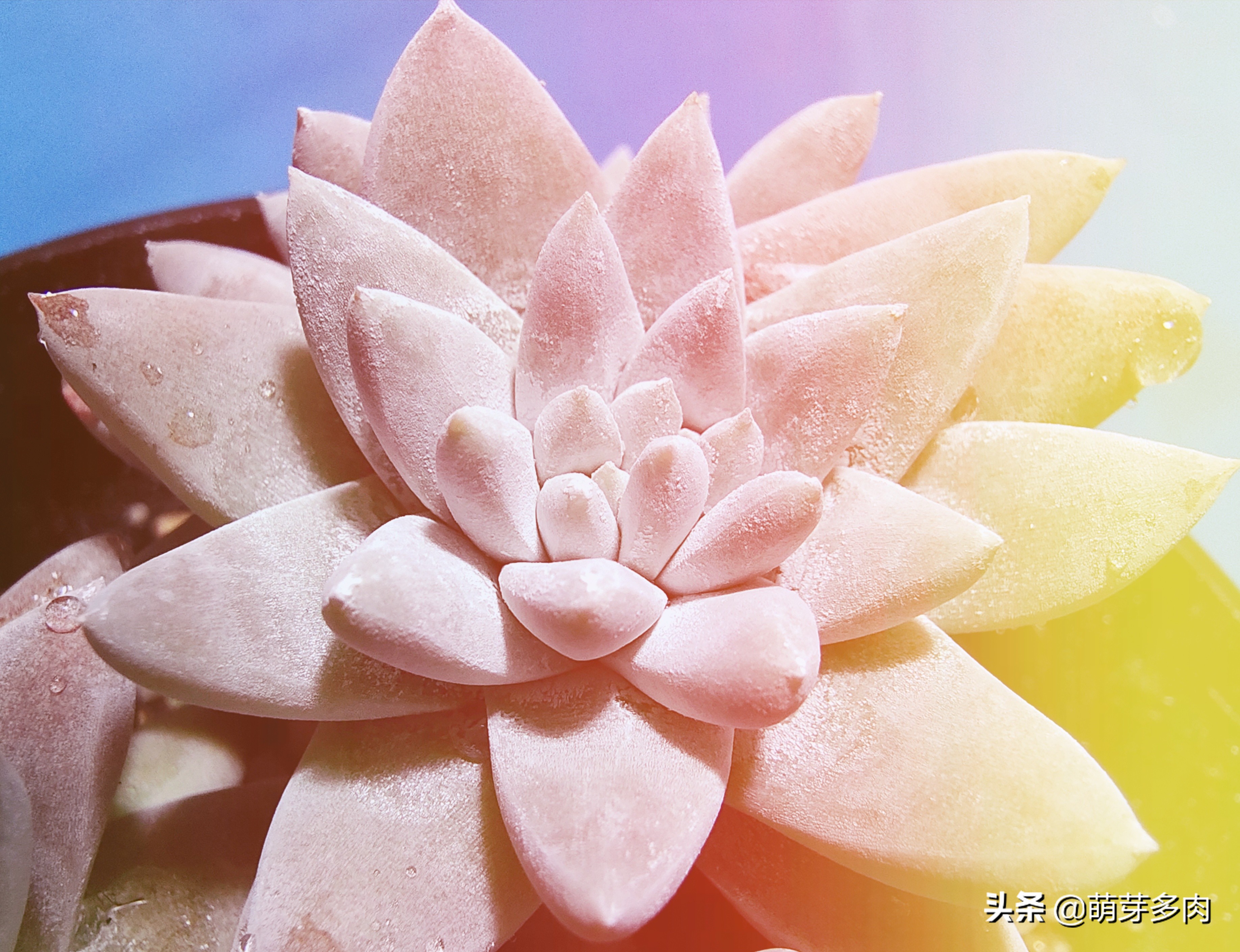 白菊仙女杯多肉植物,多肉仙女杯为什么越养越细