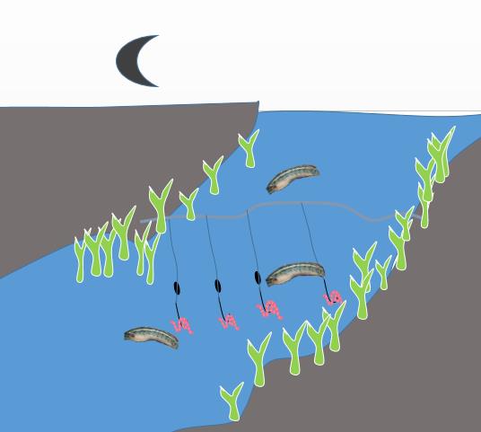 黑鱼的*亲近**，营养丰富药用价值高，但生长缓慢，详解钓--七星鱼