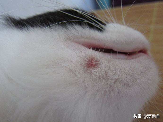 猫癣反反复复要怎么治疗好,猫癣反反复复好不了怎么办