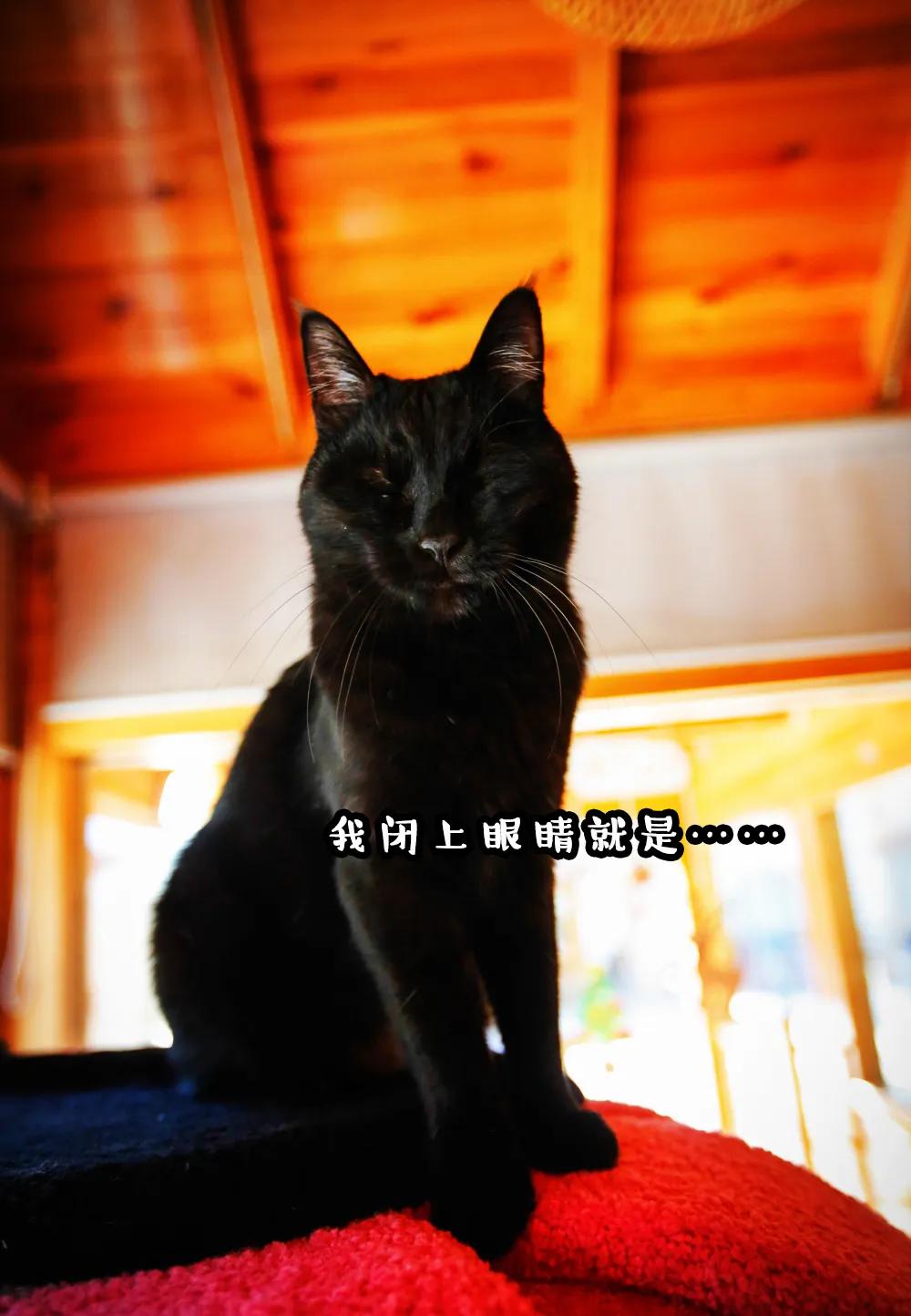 视力不好可以养黑猫吗,眼神不好的千万别养黑猫