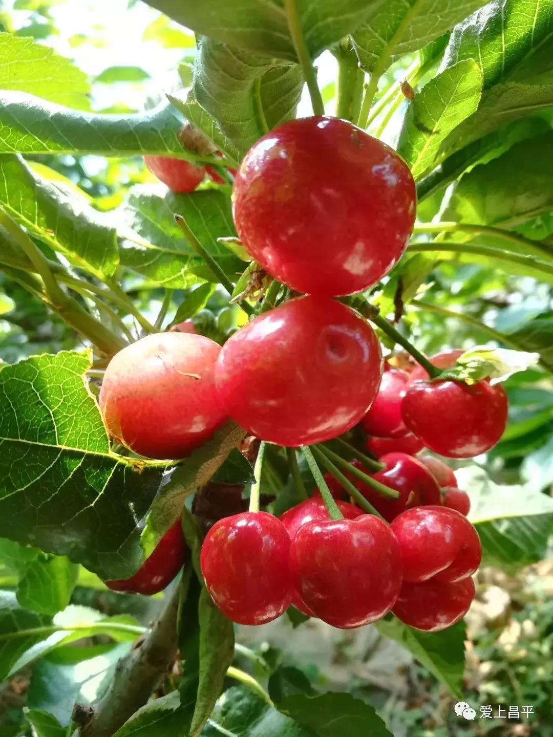 昌平哪里有采摘樱桃的地方,摘樱桃昌平