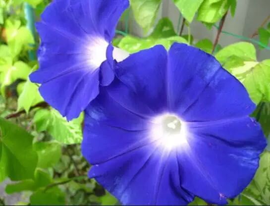 牵牛花到处都可以肆无忌惮的生长,不常见的品种,美出天际!