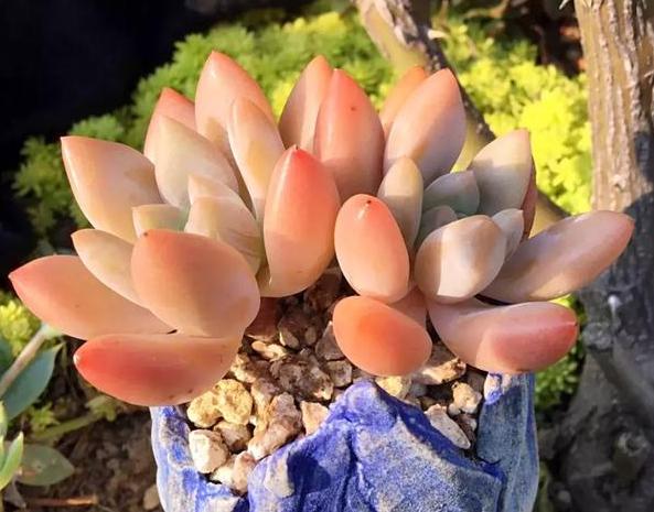 多肉如何养不褪色的方法,多肉养得褪色了怎么回事