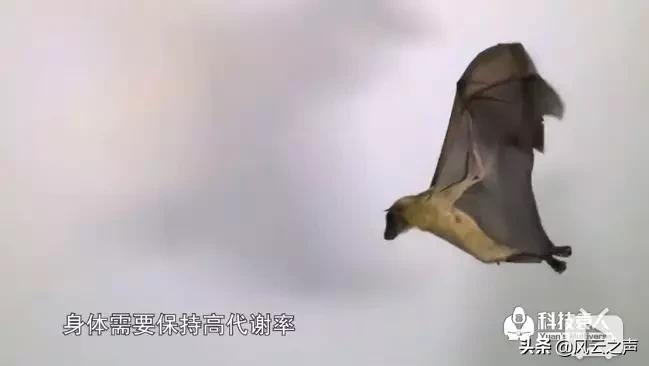 我就是研究蝙蝠的，还被咬过很多次......|躺倒大自然第15期