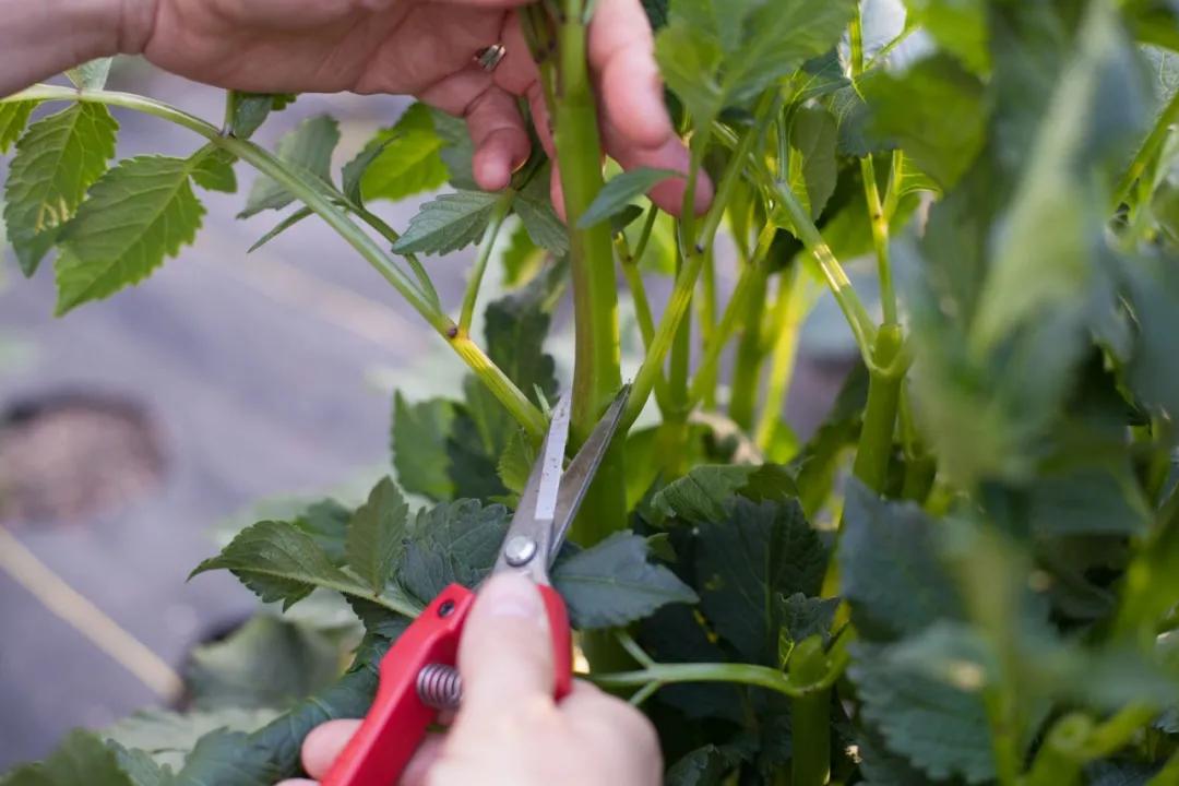 大丽花叶子发黄不开花,大丽花不开花施什么肥