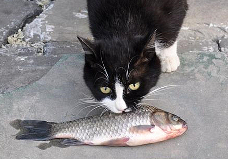 猫咪迟迟不怀孕怎么回事,猫咪死胎不出来怎么办