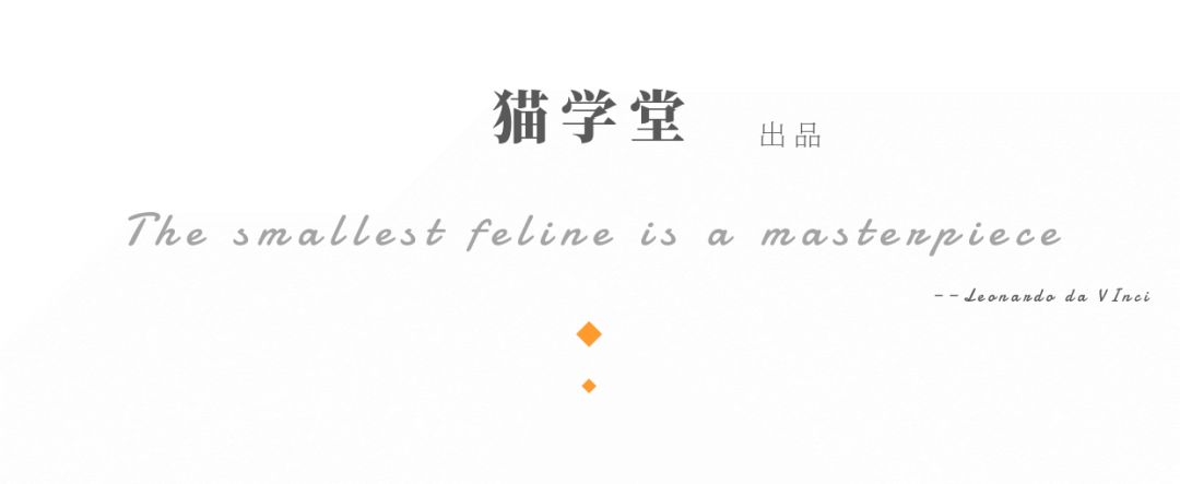 怎么从零开始做猫舍,如何成为一家正规猫舍