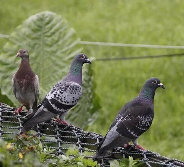 捡到野生成年斑鸠该怎么办,捡到一只野生斑鸠怎么喂食