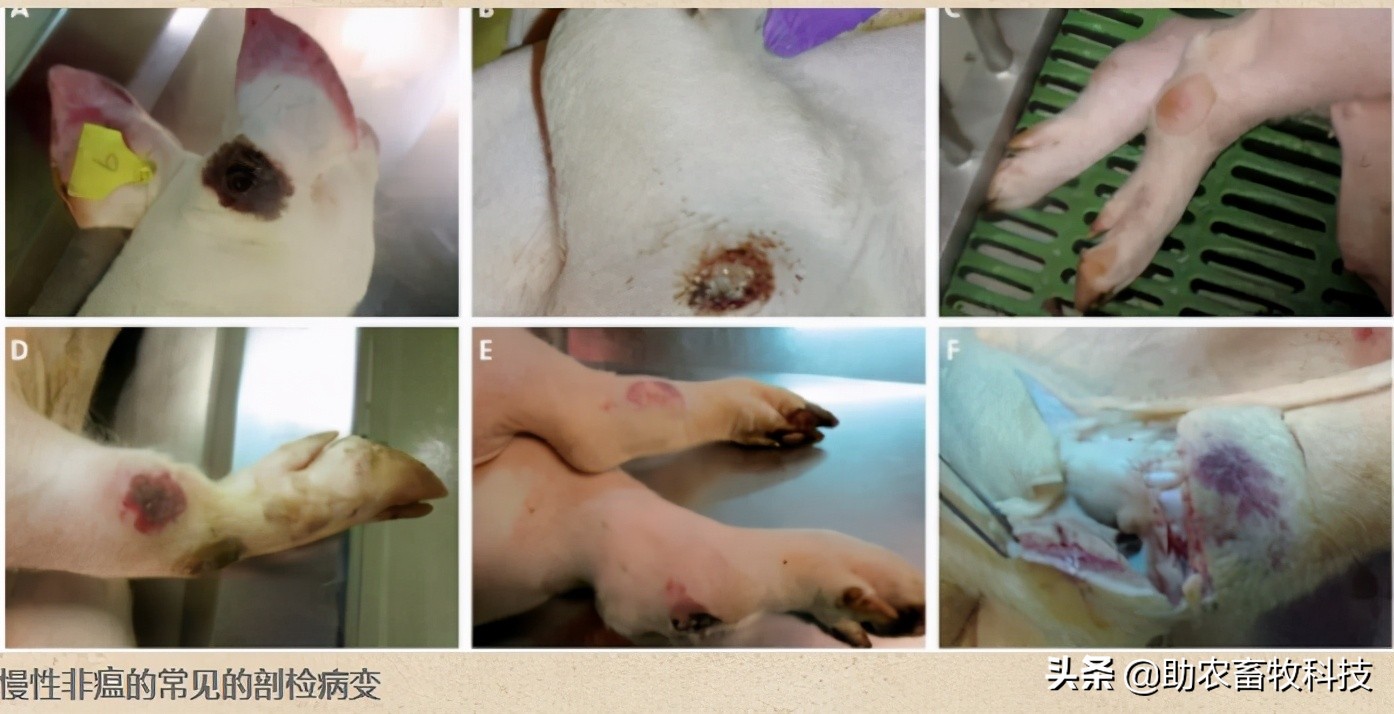 原创运用中草药防治非洲猪瘟有效吗？组方和有效防治措施分享