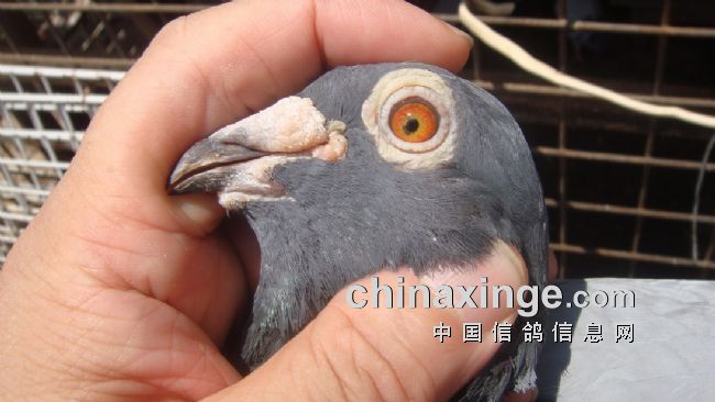 上海七旬老将的光耀：超远程结硕果公棚斩佳绩