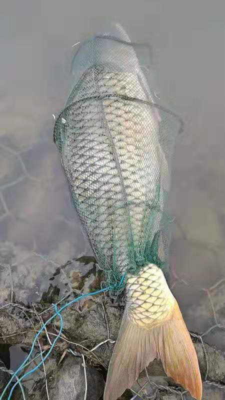 钓鱼人的精彩瞬间,钓鱼人的高光时刻是什么