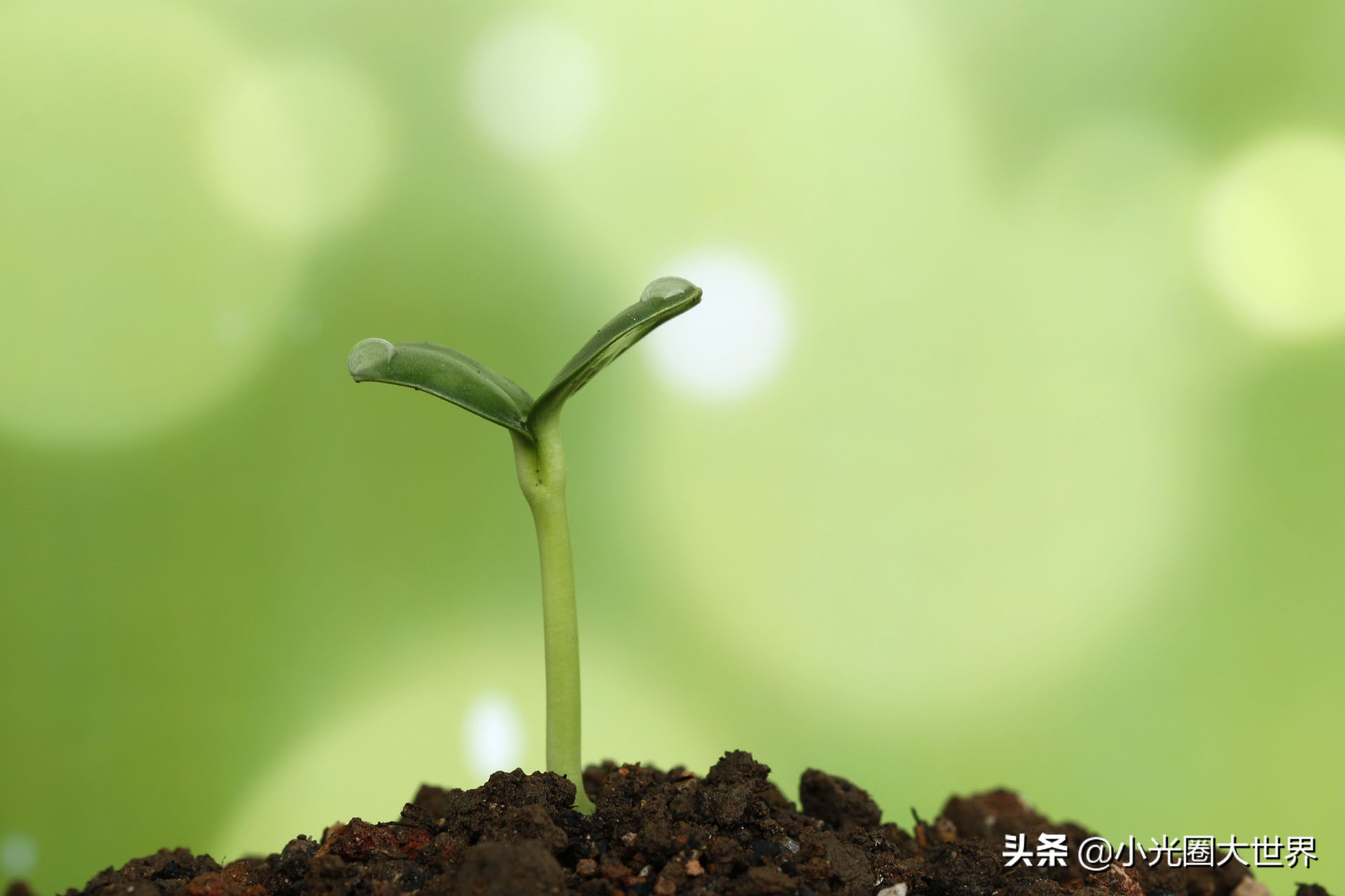 在家里也能拍出花花草草,如何在家拍好看的照片呢