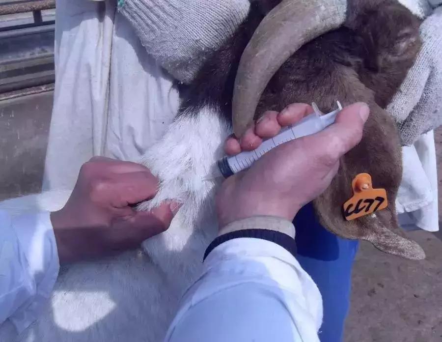 常见羊病用药配方大全图解,羊病治疗最佳用药配方表格