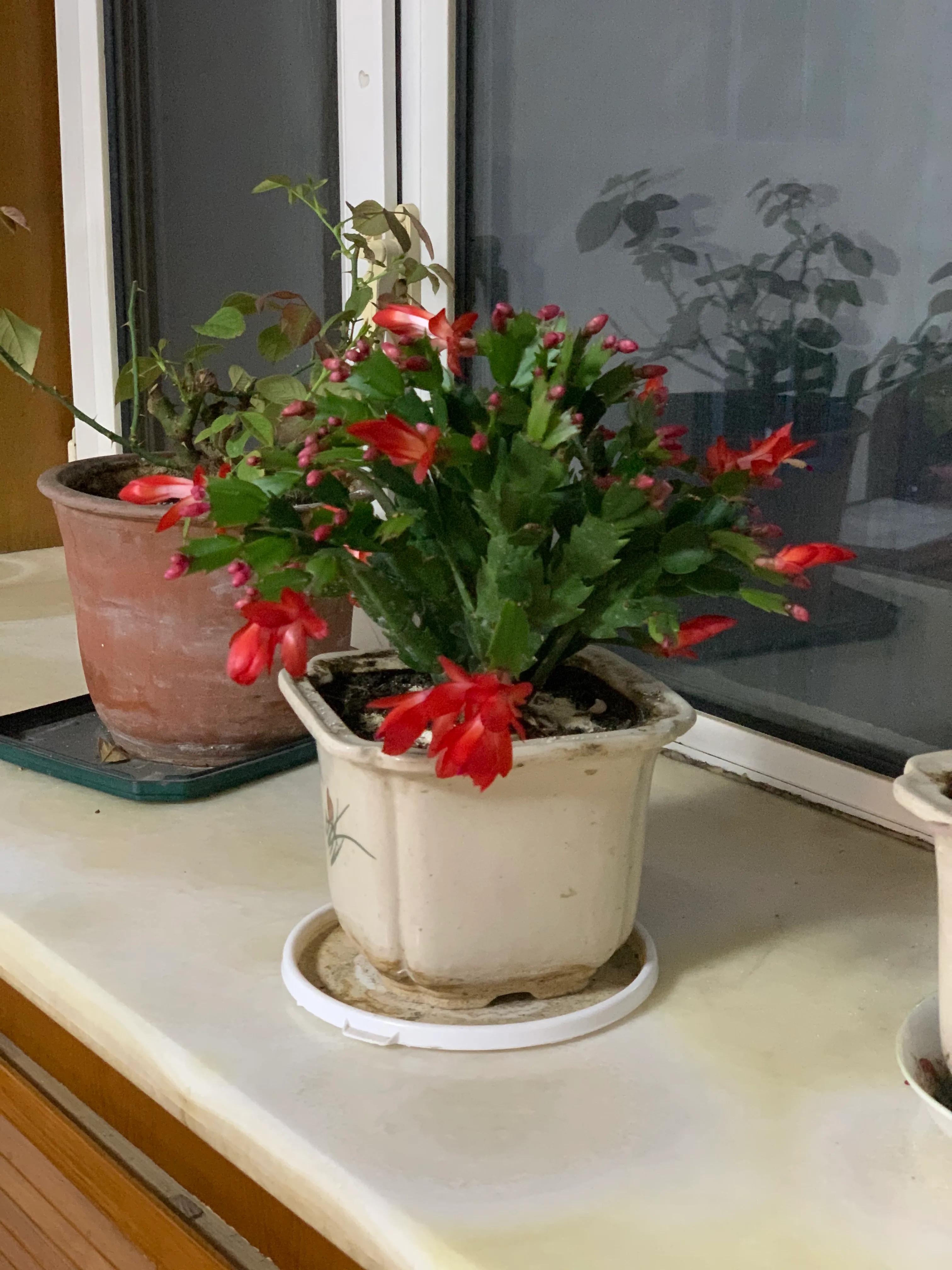 冬日里的鲜花依然盛开,冬日里盛开的第一朵鲜花