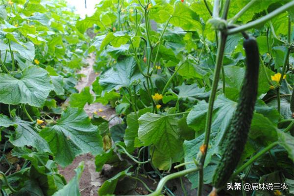 黄瓜不知道怎么修藤,黄瓜怎么修才能长得多