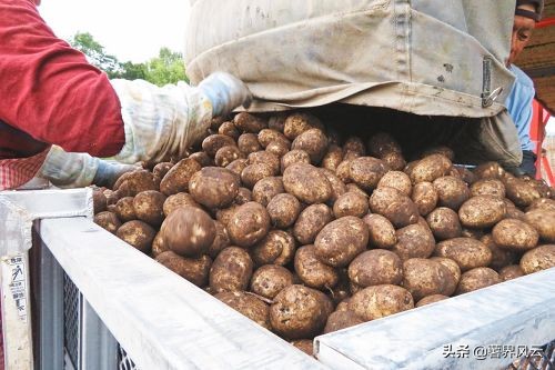 北海道马铃薯在日本一枝独秀