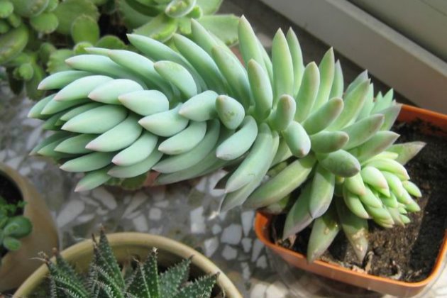 千佛手烂叶子怎么办,千佛手长了白霉怎么办