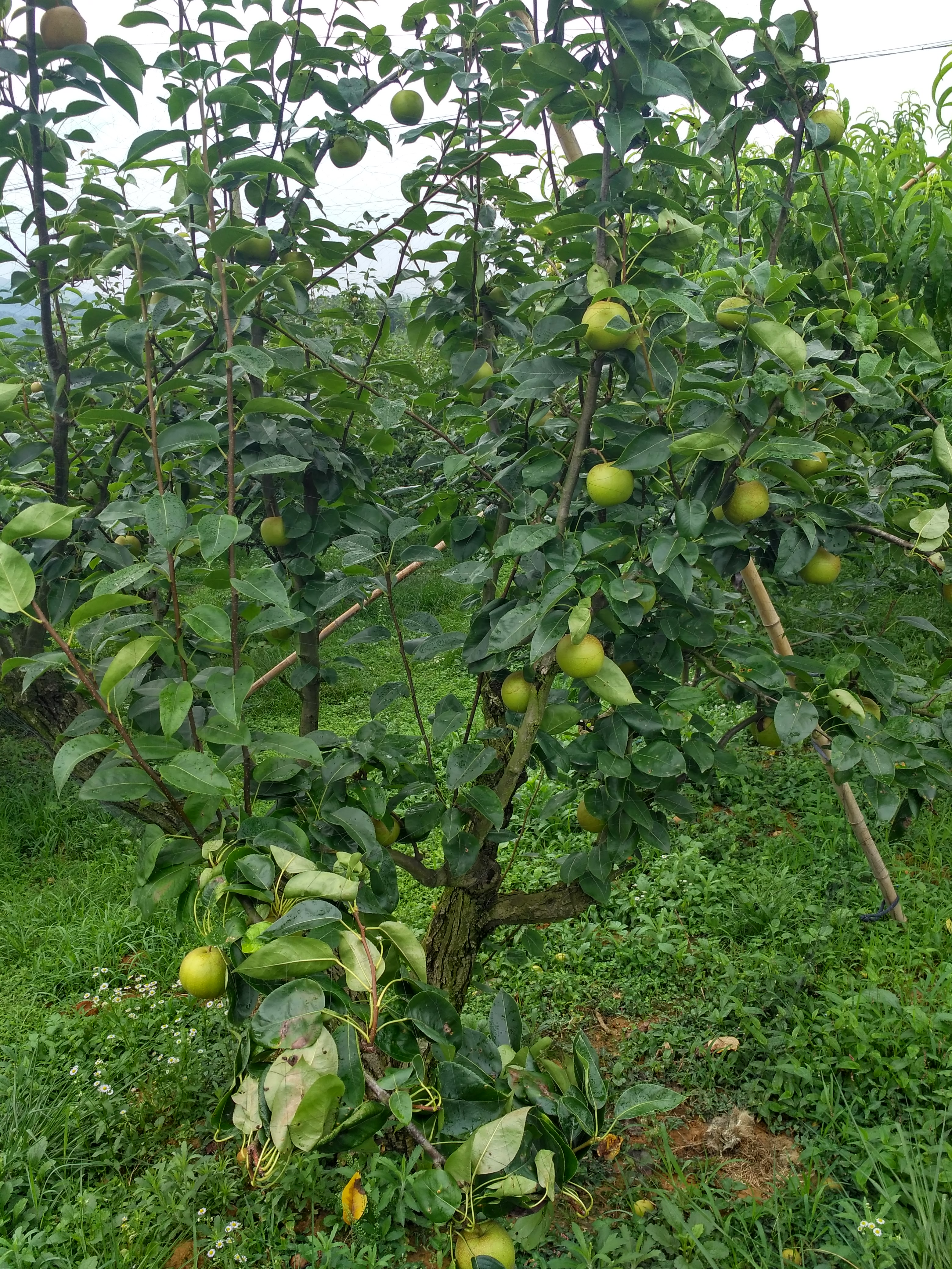 齐春生态园大概花多少钱,贵池齐春生态园