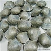 大连鱼市海鲜贝类品种,大连贝类海鲜图片大全