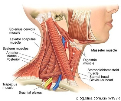 落枕三天还没好,落枕3天不好越来越重是怎么回事