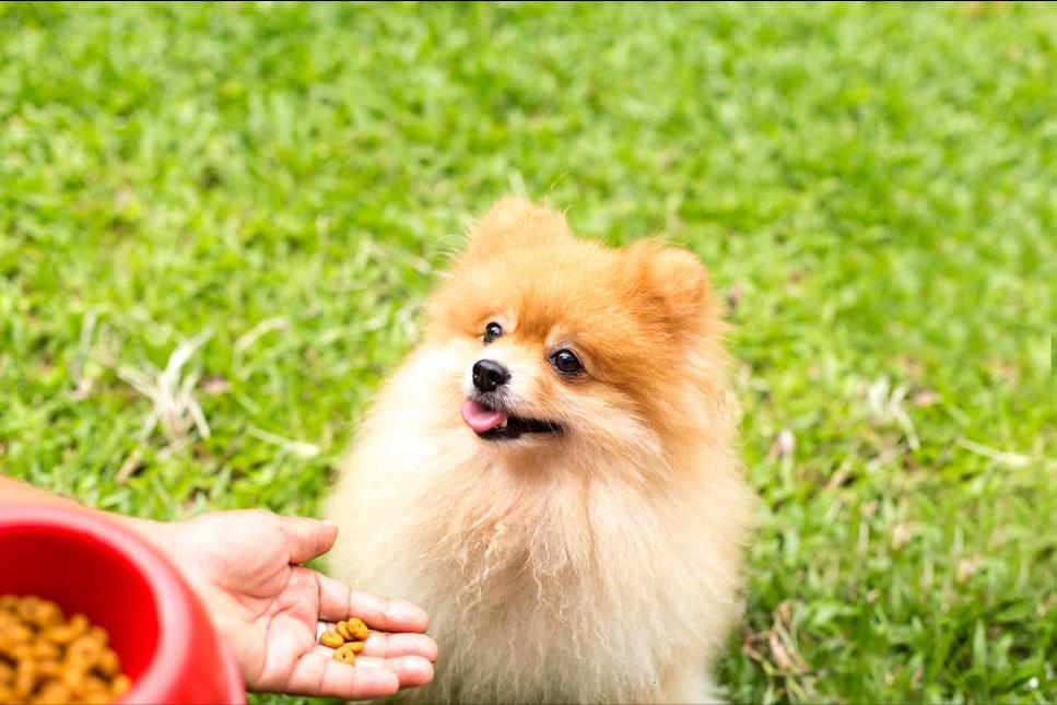 博美犬掉毛严重怎么治,博美犬真菌感染掉毛怎么治