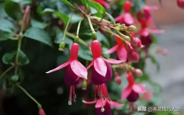 常见小区绿化100种植物图片,常见的水生植物有哪些种