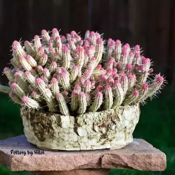 大叔养多肉20年，一片叶子上万块，盆盆都快成精了！