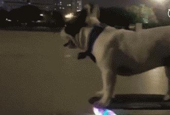 法国斗牛犬怎么养视频,英国斗牛犬和法国斗牛犬哪个好养