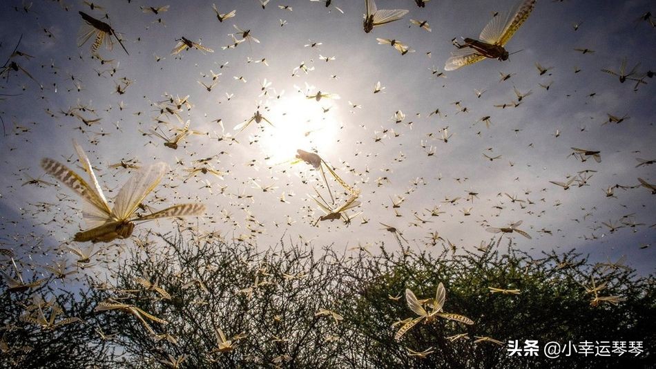 不,这些不是开满黄色花朵的田野,这是一群蝗虫