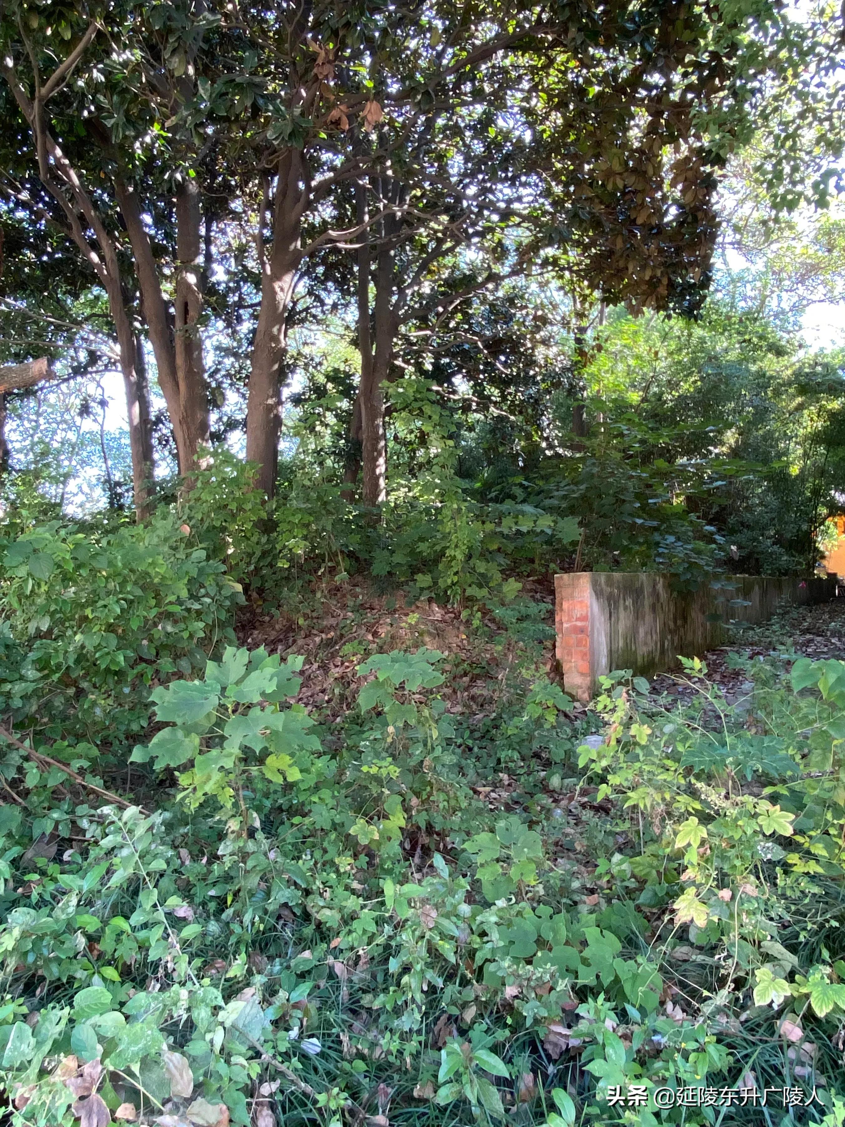 江苏有个千年古寺,江苏江阴苍山古寺