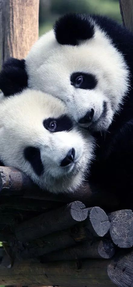 为什么全世界都喜欢大熊猫,世界各地的人们都喜爱大熊猫英语