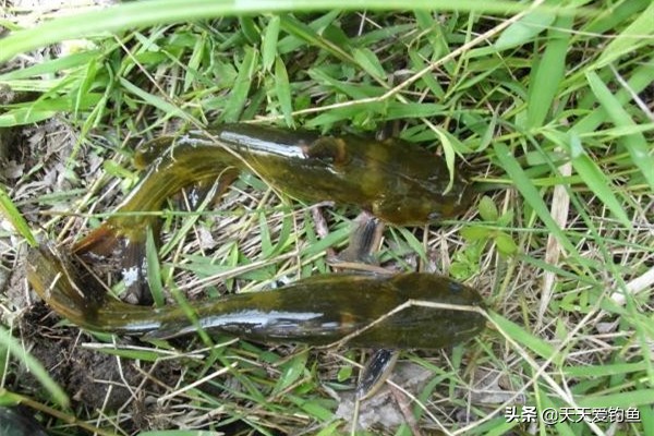 抛竿串钩钓黄颡鱼实战经验：串钩搭配是要点，黄颡鱼轻松钓成串！