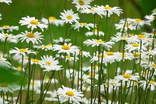 美丽的少女藤本月季,玛格丽特少女之花