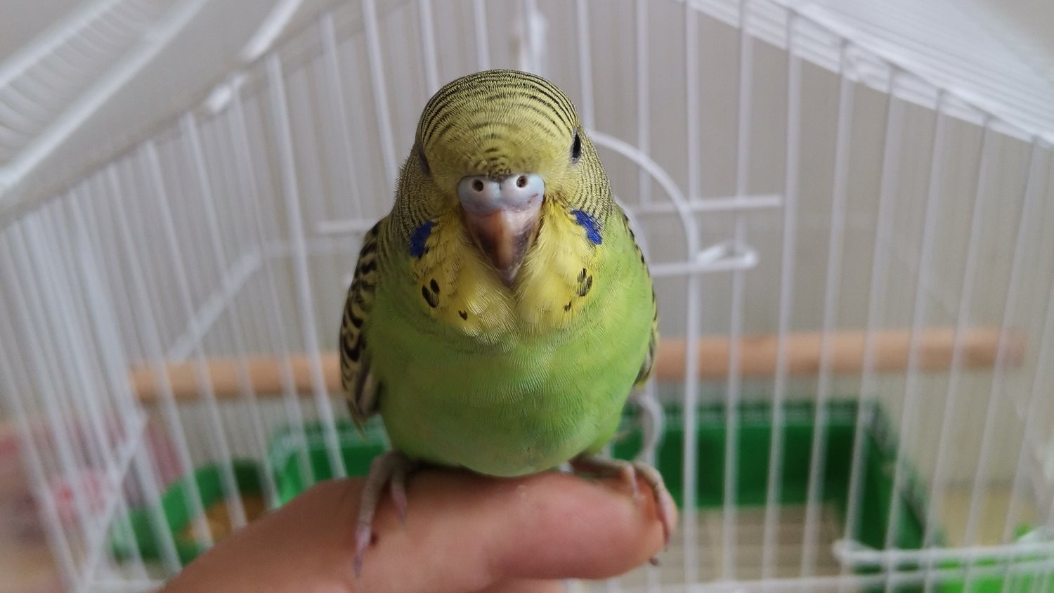 养两只虎皮鹦鹉要多少钱,养10只虎皮鹦鹉要用多少钱一个月