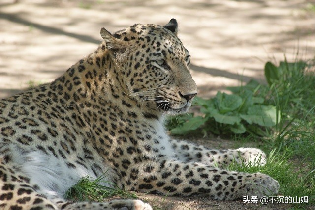 所有国家的熊猫都是中国的吗,有很多国家都有中国的熊猫英文