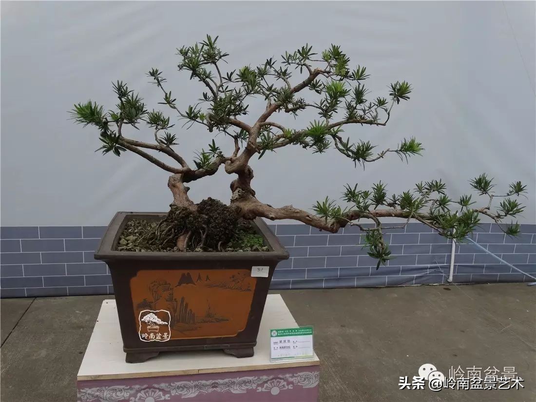 罗汉松盆景开运招财，非其莫属！清风雅韵，当之无愧！