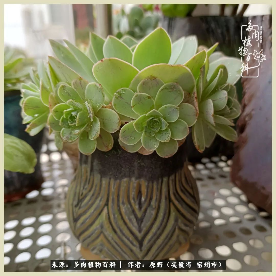 梅雨袭，酷暑至，多肉进入历劫季