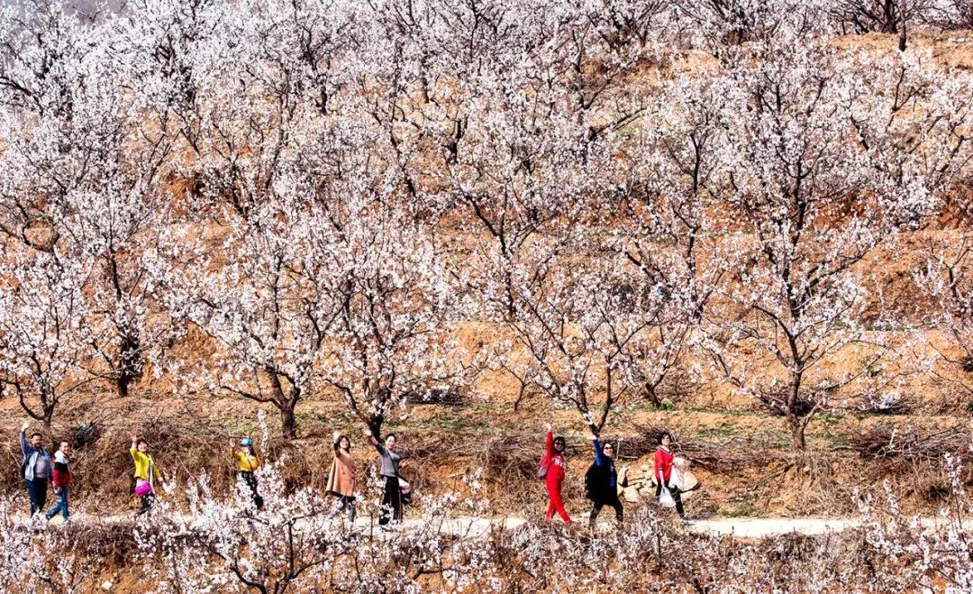 天津桃花堤赏花时间2021,天津桃花堤桃花什么时间开花