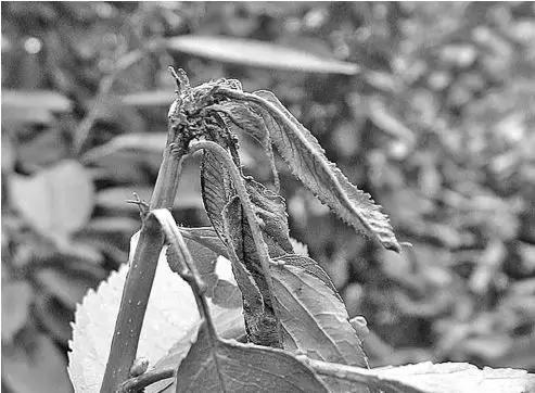 樱桃的常见病虫害及防治方法,樱桃常见虫害防治方案