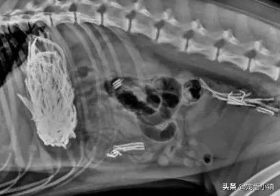 狗狗吞食异物怎么办啊,狗狗卡异物什么症状