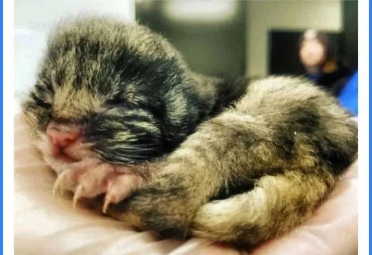 比刷花呗追星更可怕的,竟然是……