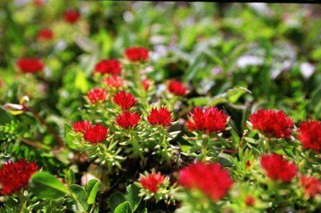 长白山十大特产有哪些,长白山都有什么特产